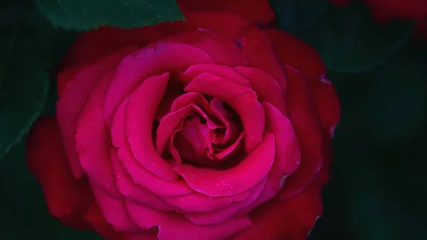 Close up de pétalas de rosa vermelha. Foco seletivo. Fundo de flores — Fotografia de Stock