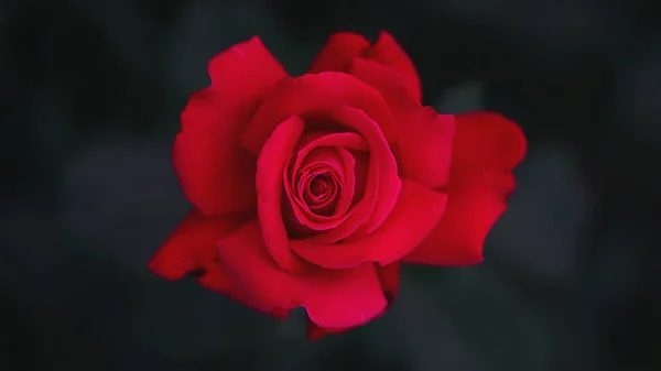 赤いバラの花びらをクローズアップ。選択的な焦点。花の背景 — ストック写真