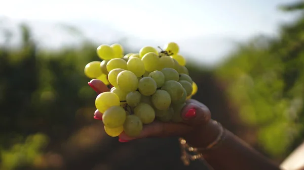 Mano de mujer sosteniendo racimo de uvas verdes de Viñedo. Cosecha de uva . — Foto de Stock