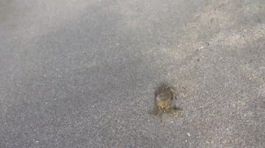 Kum sahilde Karadeniz Taş yengeç yakın. Sevimli yengeç kumda geriye doğru sürünür. Yengeç dalgalar incirleme denize almak çalışıyor.