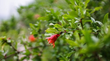 Red flower bud of pomegranate among the green foliage on the tree branches. clipart