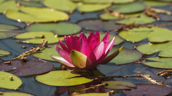 El lirio de agua del viejo estanque está decorado con un lirio de agua de colores . —  Fotos de Stock