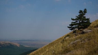 Yamaç üzerinde Kırım çamı ile Kırım Dağı. Gökyüzüne karşı dağlar.
