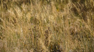 Hasat için hazır buğday tarlası. Kırsal görünüm.