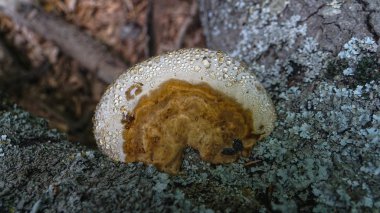 Kırım ormanında ağaçta küresel mantar