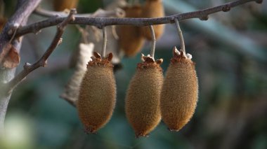 Bir bulanıklık arka planda olgun sert çekirdekliler ve kurutulmuş yaprakları ile şube.