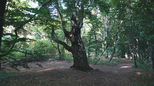 Wielki Dąb i Zmierzch zielony las thicket tło lato. Krym — Zdjęcie stockowe