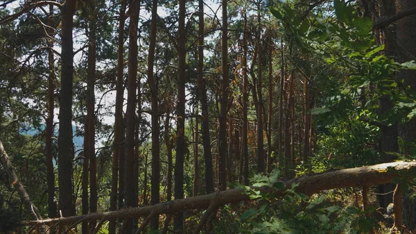 Twilight green forest thicket summer background. Crimea