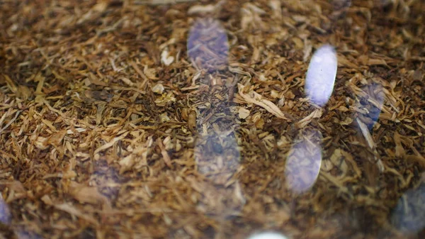 Cam Altında tütün dokusu. Yüksek kaliteli kuru kesim tütün, makro yakın çekim