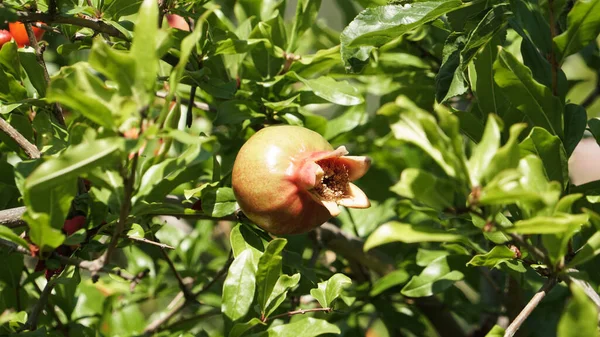 Reife Rote Früchte Inmitten Des Dicken Grünen Laubes Den Ästen — Stockfoto