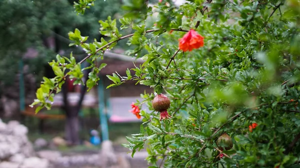 Dojrzewający Czerwony Owoc Wśród Grubych Zielonych Liści Gałęziach Drzew Gęste — Zdjęcie stockowe
