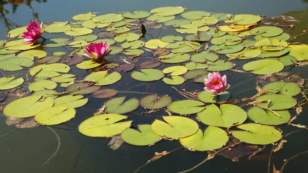 Los Nenúfares Del Viejo Estanque Están Decorados Con Coloridas Flores —  Fotos de Stock