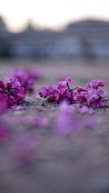 İlkbaharda kaldırıma saçılmış leylak yaprakları ve bulanık bir ön plan.