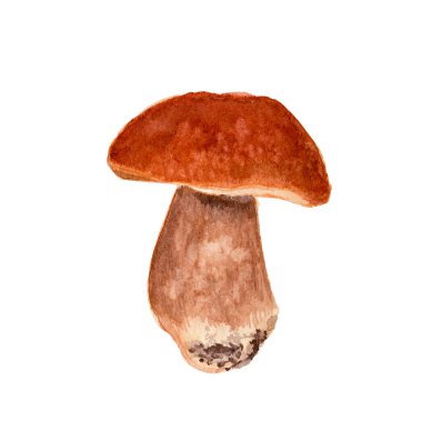Beyaz arka planda tek bir Porcini mantarı var. Boletus edulis mantarı suluboya iltihaplanması izole edildi. Yenilebilir organik ürün. Vahşi çiğ mantar. Doğal sağlıklı beslenme, vejetaryen.