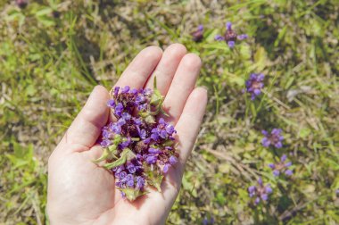 Prunella vulgaris 'i tutan kadın eldiveni, genel kendini iyileştirme, yaraları iyileştirme, yaraları sarma, dünyanın kalbi, marangoz otu, bitkisel ilaç için taze bitki çiçekleri..