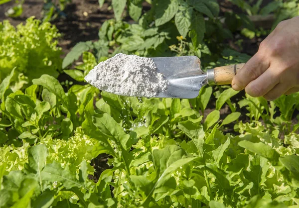 Bahçıvan, sebze bahçesinde salata üzerine zehirli olmayan organik böcek kovucu için Diatomaceous toprak (Kieselgur) tozu serpiyor..