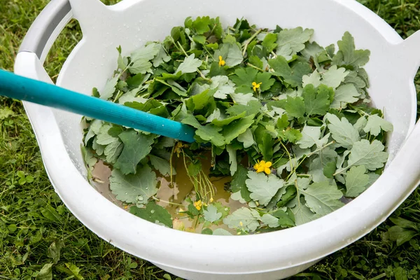 Blätter Von Chelidonium Majus Auch Bekannt Schöllkraut Brustwarze Schwalbenkraut Oder — Stockfoto