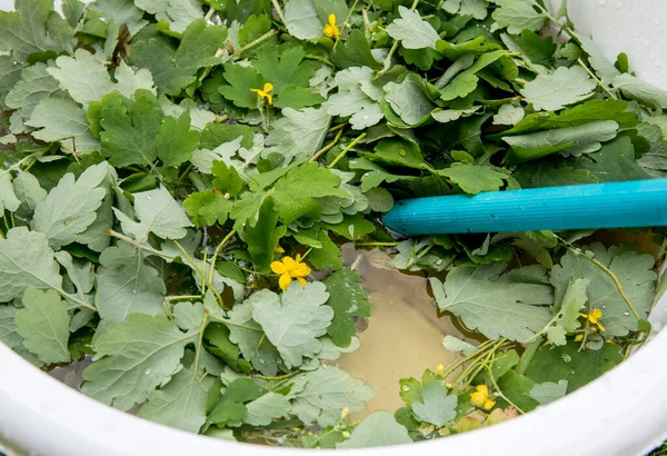 Chelidonium Majus Leaves Also Known Greater Celandine Nipplewort Swallowwort Tetterwort — стоковое фото