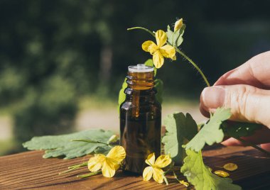 Şişe içinde chelidonium majus tentürü (daha büyük celandine, nipplewort, wallowwort veya tetterwort olarak da bilinir) siğillerden kurtulmak için kullanılır. Bitkisel tedavi konsepti.