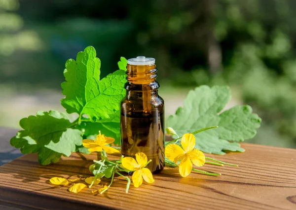 Chelidonium Majus Tincture Bottle Also Known Greater Celandine Nipplewort Swallowwort — Stock Photo, Image