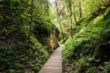  Hinni Kanyonu 'nun (Vru, Voru County) tahta kaldırım yolu, Estonya, Kuzey Avrupa' da kumdan yapılmış bir uçurum. Bereketli yaz ormanı.
