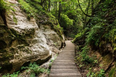  Hinni Kanyonu 'nun (Vru, Voru County) tahta kaldırım yolu, Estonya, Kuzey Avrupa' da kumdan yapılmış bir uçurum. Bereketli yaz ormanı.