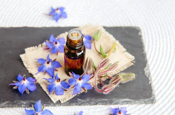 Concentration Sélective Sur Borago Officinalis Borago Bourrache Bouteille Teinture Avec — Photo