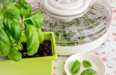 Evde yiyecek ve otları kurutmak için elektrikli kurutma makinesi kullanmak. Evde yetişen fesleğen yapraklarını makinede kurutmak.