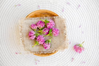 Trifolium pratense kırmızı yonca hasat başları beyaz arka planda eski kumaş üzerinde.