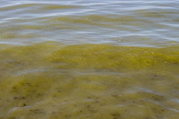 Μπλε Πράσινα Φύκια Cyanobacteria Επίσης Γνωστή Cyanophyta Ανθισμένα Βακτήρια Φυτική — Φωτογραφία Αρχείου