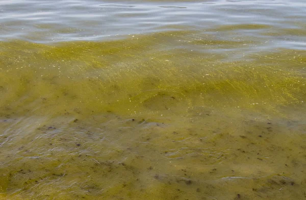 Blauw Groene Algen Cyanobacteriën Ook Bekend Als Cyanophyta Bloeiende Bacteriën — Stockfoto