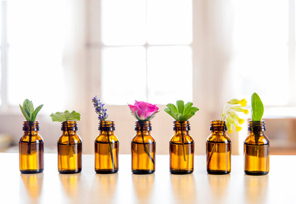  Selective focus lot on fresh herbs in small vintage bottles in a row. Essential oil concept. Blurred white window with glowing daylight background. Lavender, rose, cowslip, lady's mantle, peppermint.