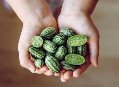 Child hands holding Melothria scabra, also known as the cucamelon or pepquinos witch is small edible fruit witch tastes like cucumber and melon. Healthy alternative snack. clipart