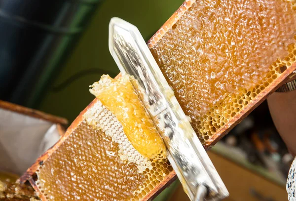 Extracting Honey Honeycomb Concept Close View Beekeeper Cutting Wax Lids — Stock Photo, Image