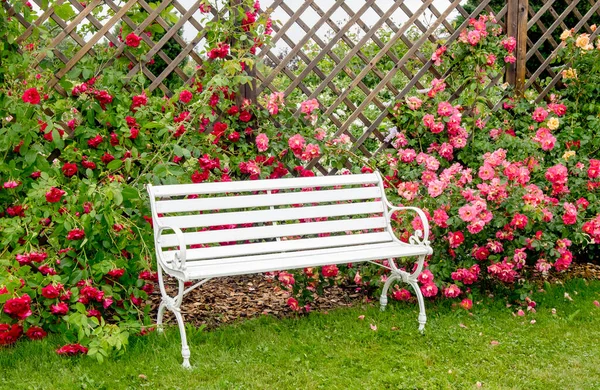 White romantic style park bench in lush colorful blossom rose garden in summer day. Brown wood mesh grid wall panel, plant hanger.