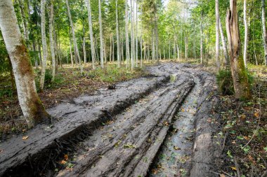Ormandaki derin ıslak çamurlu rutubetler ormancılık makinelerinden kaynaklanır, yazları doğa.