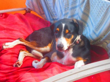 Un beau chien noir et blanc couch dans le canap