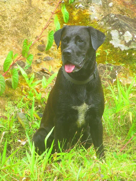 Beau Chien Noir Labrador Assis Dans Herbe — Fotografia de Stock