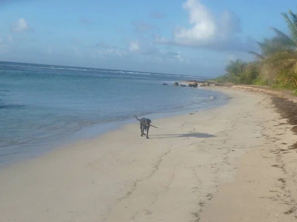 Chien Noir Court Sur Plage Avec Son Baton Dans Bouche — Fotografia de Stock