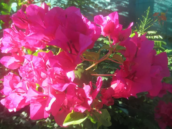 Des Fleurs Bougainvilea Tropicale Rosa — Fotografia de Stock