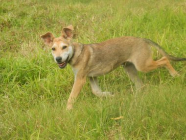 Un jeune chien brun marche dans un champ