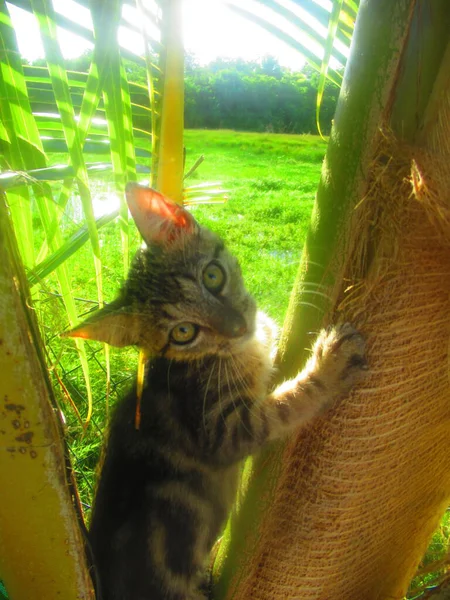 Petit Chat Gris Grimpe Dans Arbre — Fotografia de Stock