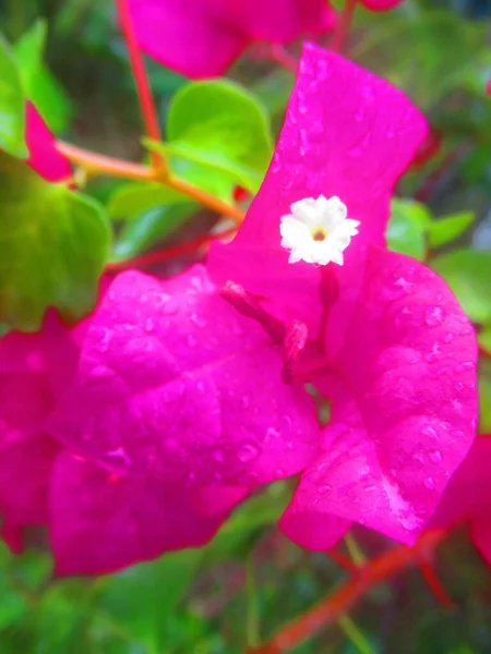 Une Fleur Bougainvilea Violet Coeur Blanc — Stok fotoğraf