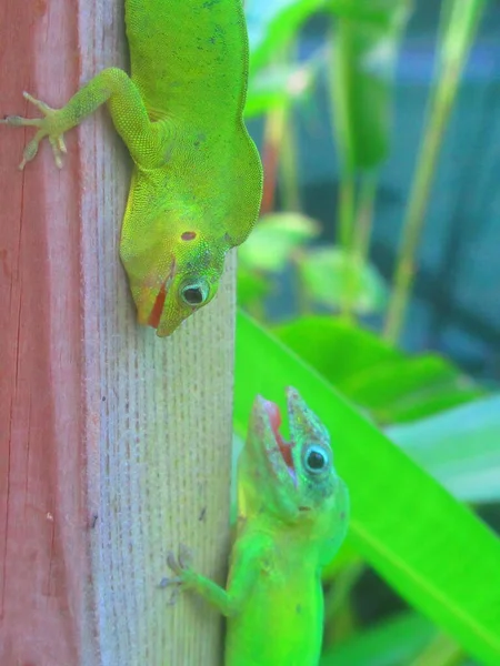 Deux Lezards Verts Respeitante — Fotografia de Stock
