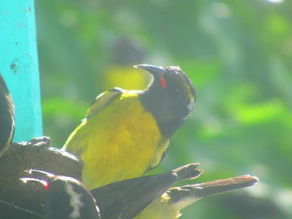 Oiseau Jaune Tete Noir Observe —  Fotos de Stock