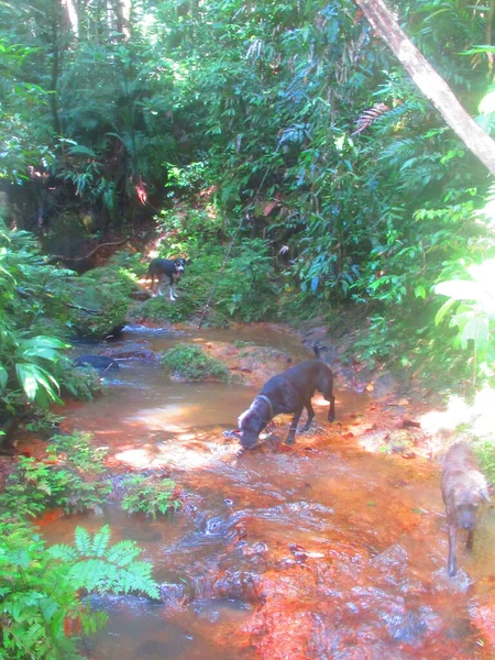 Chien Noir Boit Dans Rivire Milieu Luxuriante Fort Tropicale — Fotografia de Stock