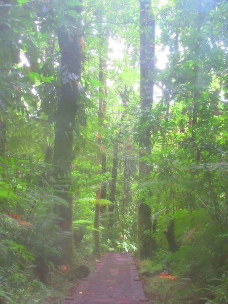 Chemin Traverse Luxuriante Foret Tropicale Aux Grands Arbres — Stockfoto