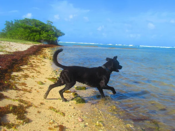 Chien Noir Court Dans Mer — Foto de Stock