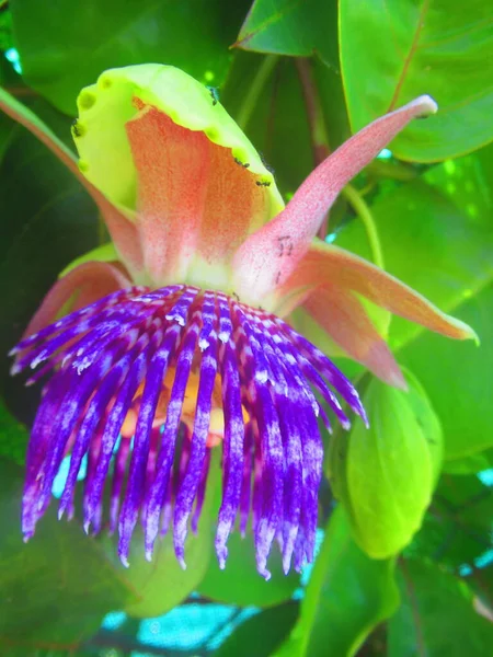 Une Fleur Tropicale Violette — Photo
