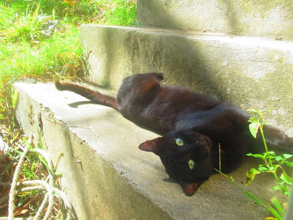 Egy Gyönyörű Zöld Szemű Fekete Macska Fekszik Lépcsőn — Stock Fotó
